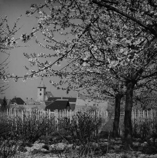 Archivfotografie "kaiserstuhl_koenigsschaffhausen_23251neg"