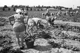 Ernte : Sermuth. Feldarbeiter bei der Ernte auf dem Feld