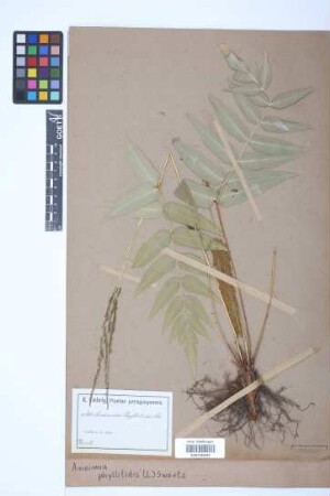 Anemia phyllitidis (L.) Sw.