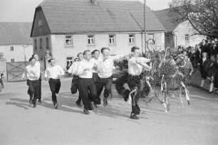 Wettlauf um die Baumkrone beim Maibaumwerfen in Ostro : Mejemjetanje we Wotrowje. Młodźency leća po wjeršk meje we Wotrowje : Ostro / Wotrow