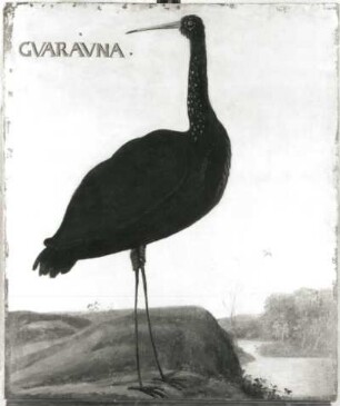 GVARAVNA Kranich oder Reiher (Rallus gigas oder Ardea scolopacea) : GVARAVNA Kranich oder Reiher (Rallus gigas oder Ardea scolopacea). Öl auf Leinwand (1655/1663; A. Eckhout). Radebeul, Hoflößnitz, Berg- und Lusthaus, Festsaal (nach der Restaurierung)