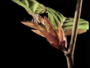 Knospenentfaltung bei der Rotbuche Fagus sylvatica