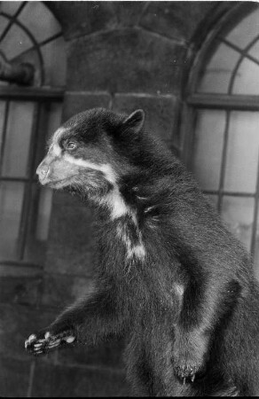 Braunbär : Tierporträts. Braunbär