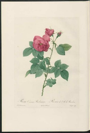 Rosa Canina Burboniana. Rosier de l'Ile de Bourbon. Langlois sculp.