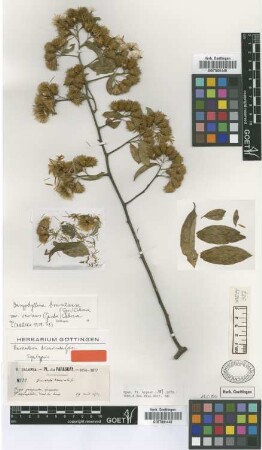 Barnadesia divaricata Griseb. [syntype]