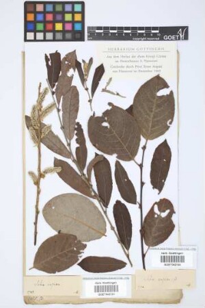 Salix caprea