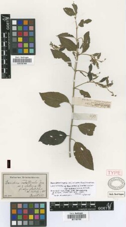 Banisteria metallicolor A.Juss. var. subsalicina Nied.[type]