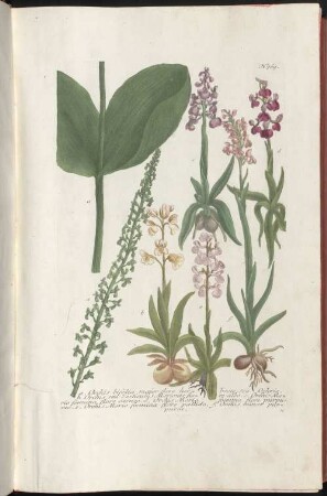 Phytanthoza-Iconographia, Sive Conspectus Aliquot millium, tam Indigenarum quam Exoticarum, ex quatuor mundi partibus, longâ annorum serie indefessoque studio, à Joanne Guilielmo Weinmanno, Dicasterii Ratisbonensis Assessore & Pharmacopola Seniore collectarum Plantarum, Arborum, Fruticum, Florum, Fructuum, Fungorum &c., 4. O - Z
