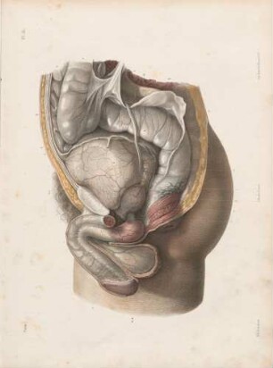 Anatomie der Harnwege beim Mann