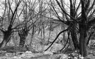 Triebischtal-Taubenheim. Niedermühle, hinter den Weiden trockengefallener Stauteich