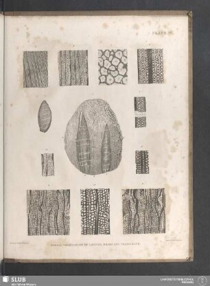 Plate III. Fossil Vegetables of Lennel Braes and Craigleith