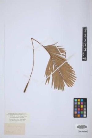 Calamus